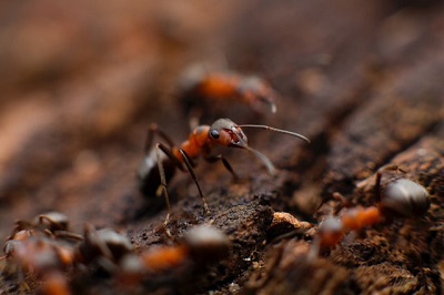 Opinião: Quais as espécies de formigas mais difíceis de controlar?