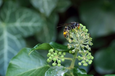 GNR recebeu este ano mais de 500 alertas de vespa asiática
