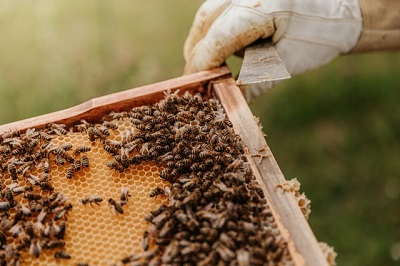Parlamento Europeu exige lei que proteja as abelhas dos pesticidas
