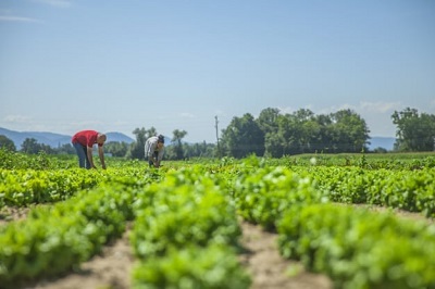 Proposta de aumento de IVA em adubos, fertilizantes e produtos fitofarmacêuticos – REPROVADA
