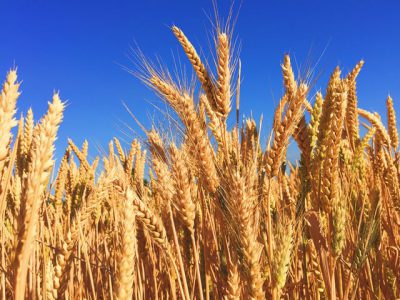 Estados-Membros poderão flexibilizar normas de importação de cereais