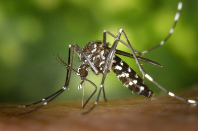 Mosquito Tigre: Instituto de Higiene e Medicina Tropical apela à população que ajude na sua localização