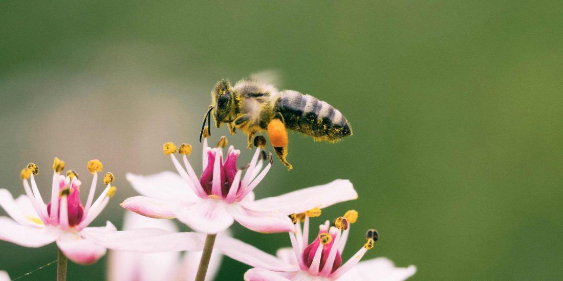 Proteção das abelhas: novas orientações da ECHA