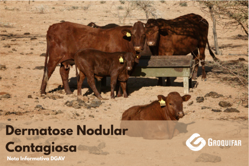 Dermatose Nodular Contagiosa